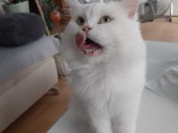 Babys suchen Traumschloß ❣