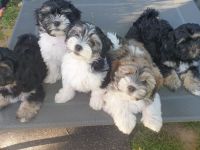 Bildschöne Havaneser Welpen dürfen jetzt ausziehen und die Welt erkunden