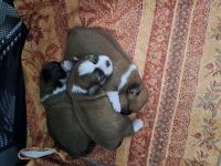 Shitzu Welpen zu verkaufen