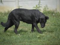 Emese sucht die Nadel im Heuhaufen