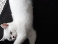 BKH Kitten (silver shaded) männlich mit blauen Augen