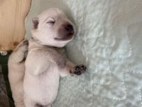 Weiße Schweizer Schäferhund Welpen