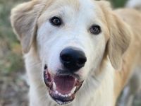 Buddy, geb. ca. 01/2022, lebt in GRIECHENLAND, im städt. Tierheim Serres