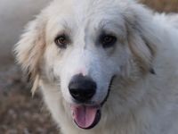 Bacardi, geb. ca. 04/2021, lebt in GRIECHENLAND, im städt. Tierheim Serres