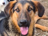 Asteris, geb. ca. 01/2022, lebt in GRIECHENLAND, im städt. Tierheim Serres