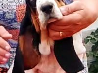 Basset Hound Welpen
