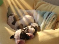 Basset Hound Welpen