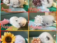 Ragdoll Kitten suchen ein liebevolles Zuhause auf Lebenszeit