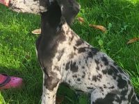 Deutsche Dogge Welpen