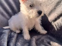 West Highland White Terrier