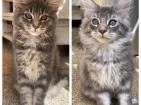 Maine Coon Kitten