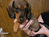 Zwergdackel Kaninchendackel Welpen