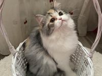 Perser Langhaar Kitten