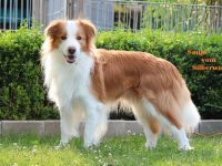 Border Collie Deckrüde ee-red
