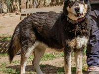 Pötyi sucht viel Bewegung in ihrem neuen Leben