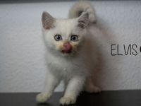 Reinrassige BKH Babys