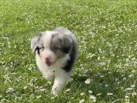 Australian Shepherd Welpen mit ASCA Papieren