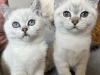 Britisch Kurzhaar Katzenbabys lilac, seal silver point, tabby, blaue Augen