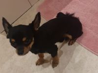 Süßer reinrassiger Chihuahua rüde