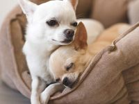 Chihuahua Rüde abzugeben