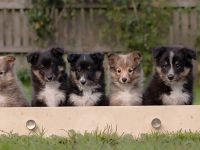 Wunderbare Sheltie Welpen (VDH)  suchen ab sofort das passende Zuhause