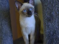 Siam, Siamkitten, 1 Mädchen, reinrassig, Seal Point, Abgabe sofort