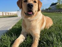 Labrador Retriever Welpe