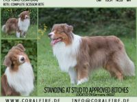 Coralfires Start Me Up DNA-CP "Joe" nur ASCA