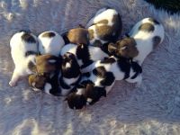 Verkaufe wunderschöne Jack Russel Welpen