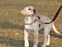 Hundezentrum Heiduk - freie Plätze in der Welpengruppe