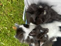 Süße Maine Coon-Mix Kitten