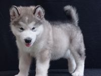 Alaskan malamute welpen