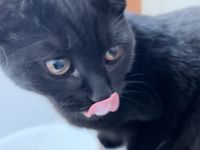 Schwarzer Kater bringt keinen Pech ,nur Glück