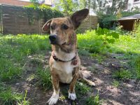 Wer möchte den hübschen Pinocchio kennenlernen?