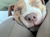 American bully welpe