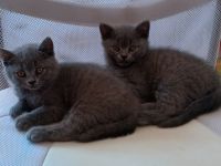 2 wunderschöne reinrassige BKH Kitten