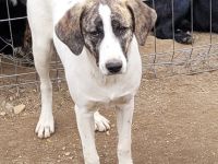 Chestnut möchte adoptiert werden