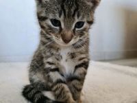 ❤️ Katzenkinder ❤️