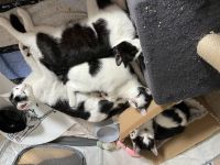 Kitten, Katzenkinder