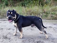 American bully standard