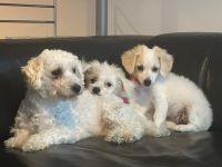 Bischon Maltesser Welpen