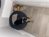 Old English Bulldog Welpe