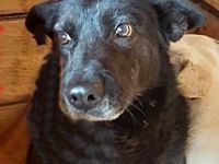 Frieda, ein Oldie möchte noch eine Chance