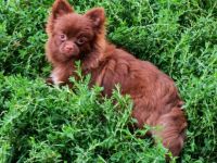 Süßer Liebesfrucht zweier reinrassigen Eltern.