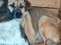 Max, sehr unsicher und ängstlich