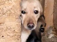 Jessy, ängstlich gegenüber Menschen