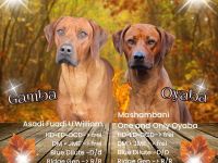 Rhodesian Ridgeback Welpen Herbst 2024 vom Züchter