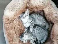 2 wunderschöne BKH Mix Kater