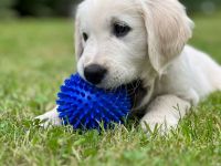 Golden Retriever vom Forsthof