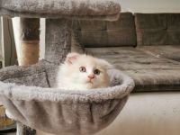 Maine Coon Mix Kater 12 Wochen